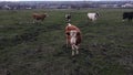 cows graze in the pasture. aerial shooting