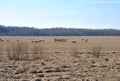 Cows graze on pasture with grassy grass, Royalty Free Stock Photo