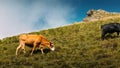 Cows graze in a pasture in the mountains. The concept of modern Royalty Free Stock Photo