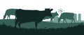 Cows graze in pasture. Picture silhouette. Farm pets. Rural landscape with farmer house. Domestic farm animals for milk