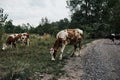 Cows graze in the rain near the road Royalty Free Stock Photo