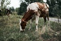 Cows graze in the rain near the road Royalty Free Stock Photo