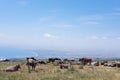 Cows graze, ruminate and lie in a meadow in the hills of the Gargano in Italy Royalty Free Stock Photo