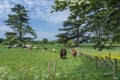 Cows graze in the scenic English countryside Royalty Free Stock Photo