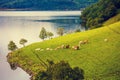 Cows graze on the shore of sea fjord Royalty Free Stock Photo