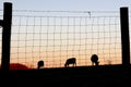 Cows Graze Silhouette at Sunset Royalty Free Stock Photo