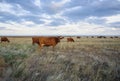 Cows graze in the steppe at sunset light Royalty Free Stock Photo