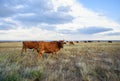 Cows graze in the steppe at sunset light Royalty Free Stock Photo