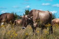 Cows graze in the summer on the field on a sunny day and eat green grass alfalfa clover under Royalty Free Stock Photo