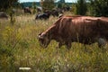 Cows graze in the summer on the field on a sunny day and eat green grass alfalfa clover under Royalty Free Stock Photo