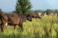 Cows graze in the summer on the field on a sunny day and eat green grass alfalfa clover under Royalty Free Stock Photo