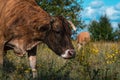 Cows graze in the summer on the field on a sunny day and eat green grass alfalfa clover under Royalty Free Stock Photo