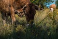 Cows graze in the summer on the field on a sunny day and eat green grass alfalfa clover under Royalty Free Stock Photo