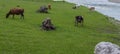 Cows graze under the bridge Royalty Free Stock Photo