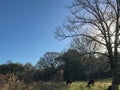 Cows graze underneath a bare tree in a green field under a bright blue sky in the countryside in winter Royalty Free Stock Photo