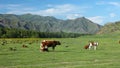 Cows are grazed on meadow. Mountain landscape