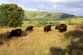 Cows Grazing Royalty Free Stock Photo