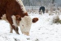 Cows grazing