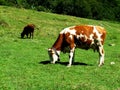 Cows grazing Royalty Free Stock Photo