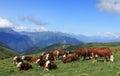 Cows grazing Royalty Free Stock Photo