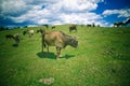 Cows grazing Royalty Free Stock Photo