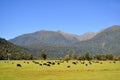 Cows grazing. Royalty Free Stock Photo