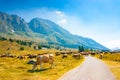 Cows grazing alongside the road in Montasio Plateau Royalty Free Stock Photo