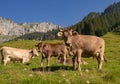 Cows are grazing on Alpine meadow. Cattle pasture in a grass field.