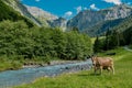 Cows are grazing on Alpine meadow. Cattle pasture in a grass field. Royalty Free Stock Photo