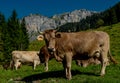 Cows are grazing on Alpine meadow. Cattle pasture in a grass field. Royalty Free Stock Photo