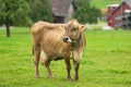 Cows are grazing on Alpine meadow. Cattle pasture in a grass field. Royalty Free Stock Photo