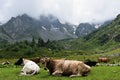 Cows grazing in an alpine meadow in the Caucasus Mountains. World of beauty