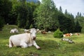 Cows grazing on alpine meadow, Slovenia. Royalty Free Stock Photo