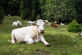 Cows grazing on alpine meadow, Slovenia. Royalty Free Stock Photo