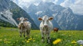 Cows Grazing in the Alpine Meadow Royalty Free Stock Photo