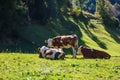 Cows grazing in the alpine meadows Royalty Free Stock Photo