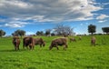 Cows grazing in apulian countryside. Royalty Free Stock Photo