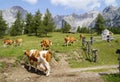 cows grazing in the Austrian Alps of the Dachstein region (Styria in Austria) Royalty Free Stock Photo