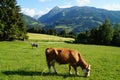 cows grazing in the Austrian Alps of the Schladming-Dachstein region (Styria or Steiermark, Austria) Royalty Free Stock Photo