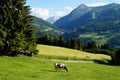 cows grazing in the Austrian Alps of the Schladming-Dachstein region (Styria or Steiermark, Austria) Royalty Free Stock Photo