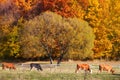 Cows Grazing in a autumn farmland pasture. Royalty Free Stock Photo