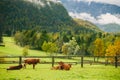 Cows grazing. Beautiful green grass meadow with wooden fence in the Alps. Royalty Free Stock Photo