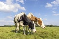 2 cows grazing black red and white, upright side by side in a field, multi color diversity under a blue sky Royalty Free Stock Photo