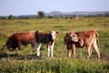 Cows grazing