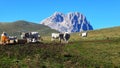 Cows grazing in campo imperatore