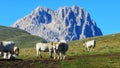 Cows grazing in campo imperatore