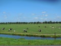 Cows Grazing by Canal Royalty Free Stock Photo