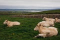 Cows grazing on the Cliffs of Moher, County Clare Royalty Free Stock Photo
