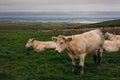 Cows grazing on the Cliffs of Moher, County Clare Royalty Free Stock Photo