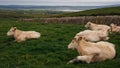 Cows grazing on the Cliffs of Moher, County Clare Royalty Free Stock Photo